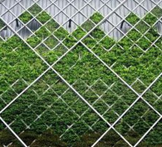 نکاتی پیرامون انتخاب گیاهان در طراحی و اجرای دیوار سبز یا گرین وال (10)