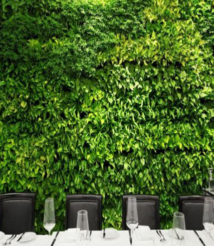 نکاتی پیرامون انتخاب گیاهان در طراحی و اجرای دیوار سبز یا گرین وال (11)