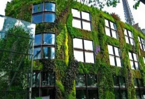 نکاتی پیرامون انتخاب گیاهان در طراحی و اجرای دیوار سبز یا گرین وال (14)