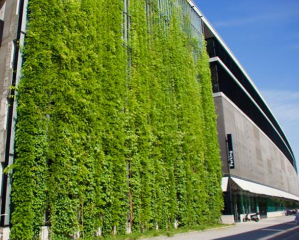 نکاتی پیرامون انتخاب گیاهان در طراحی و اجرای دیوار سبز یا گرین وال (2)