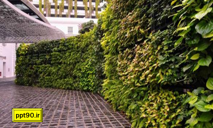 نکاتی پیرامون انتخاب گیاهان در طراحی و اجرای دیوار سبز یا گرین وال (3)
